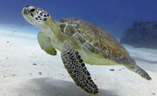 Ontdek Scuba Diven in Sint Maarten (Sint Maarten) - Afbeelding 5