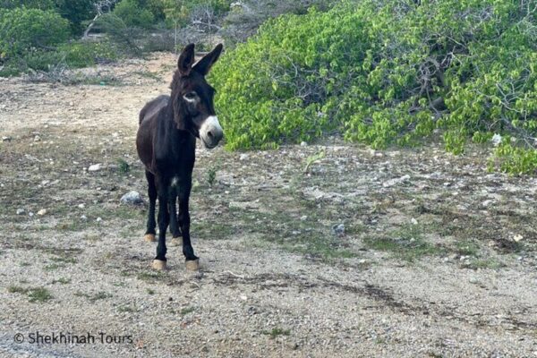 Flamingo & Mangrove Adventure with Local Guide (Bonaire) - Image 3