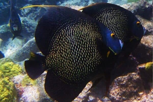 Snorkel en grupos pequeños en Mangel Halto (Aruba) - Imagen 4