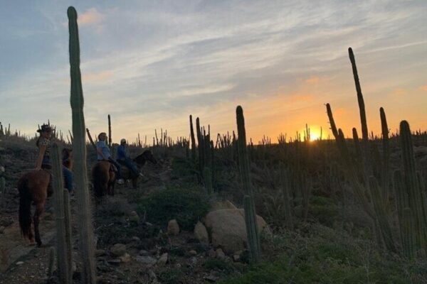 Paseos a caballo en la playa de Wariruri (Aruba) - Imagen 3