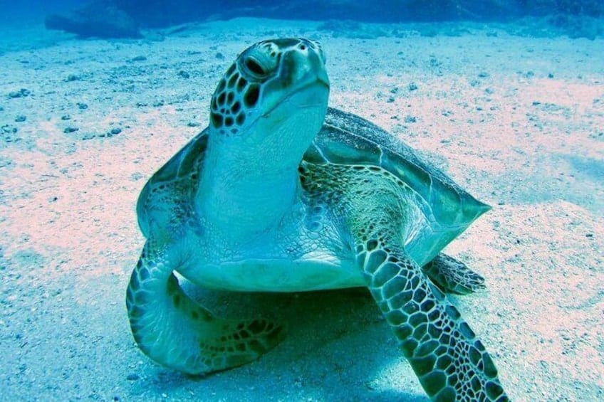 The Ultimate Eco Tour: A Day Around Sint Maarten (Sint Maarten)