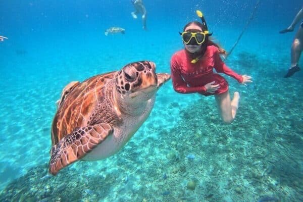 Swim with Sea Turtles and Grote Knip Beach Tour (Curaçao) - Image 4