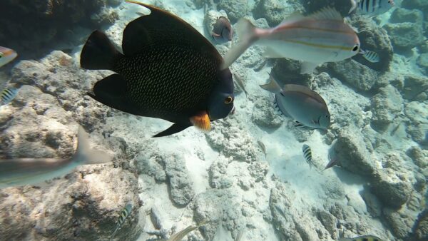 Catamaran Afternoon Enjoyment: Lunch & Snorkeling (Aruba) - Image 2