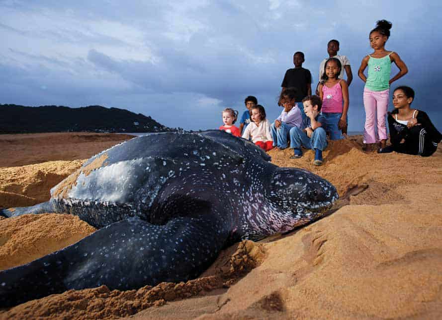 Turtle Tour Braamspunt (Surinam)