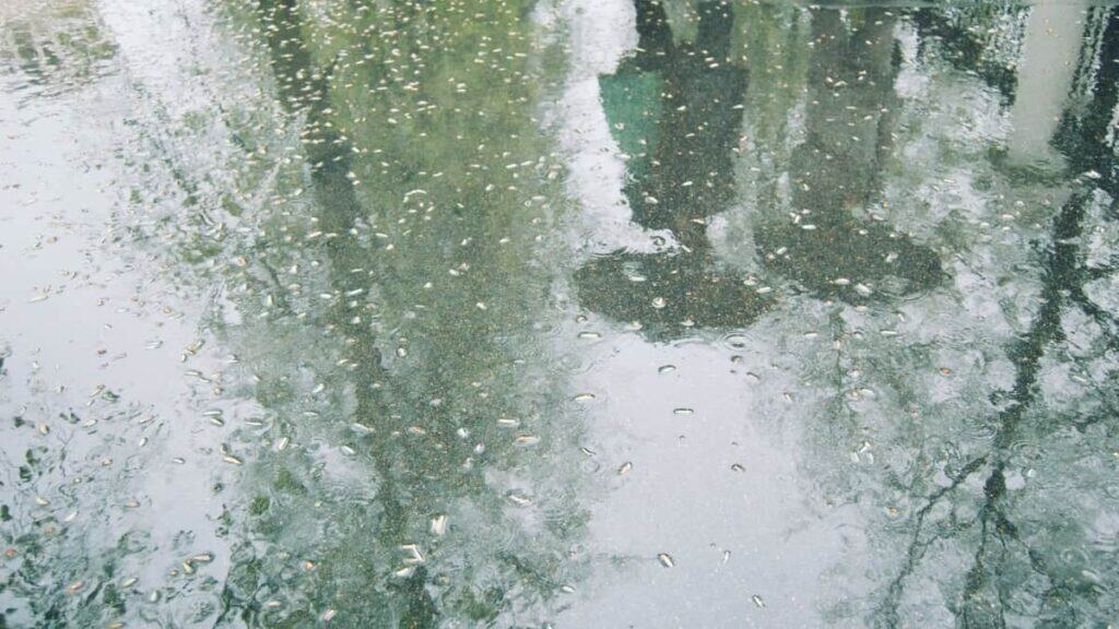 Bonaire regenseizoen