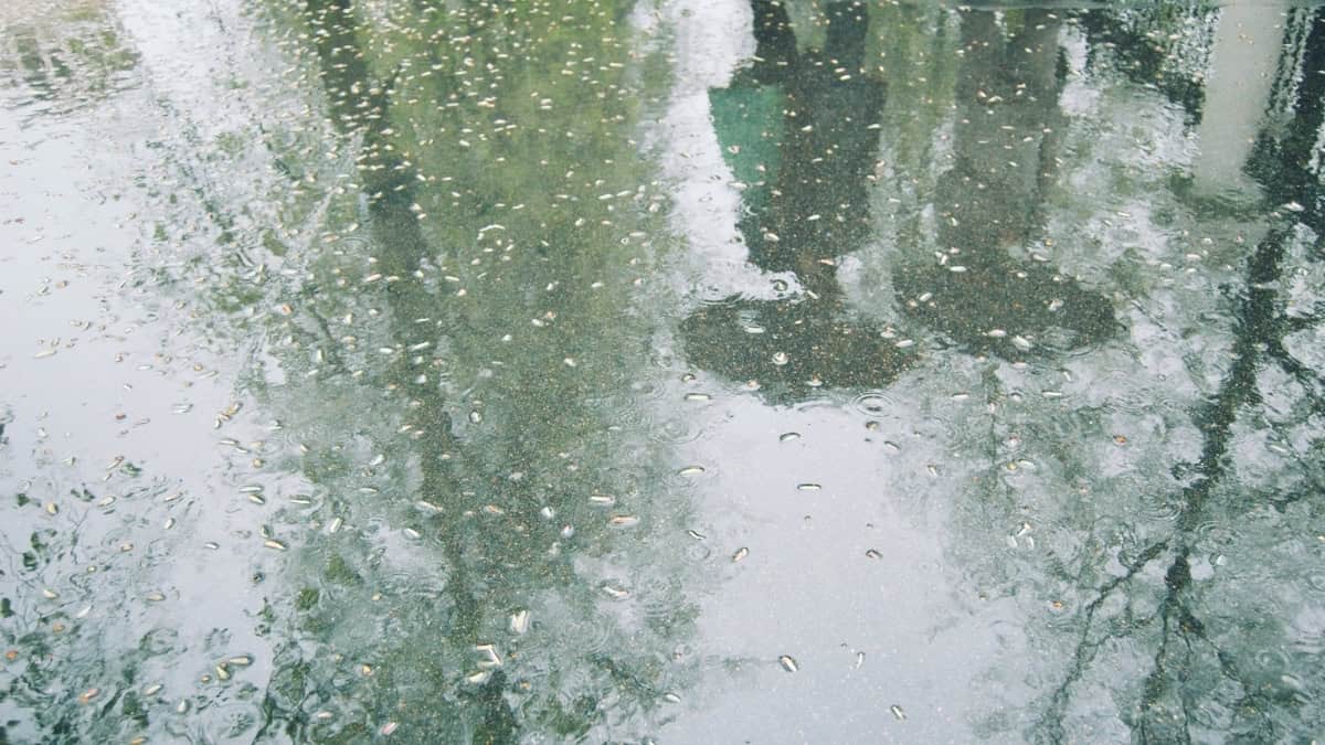 Bonaire regenseizoen