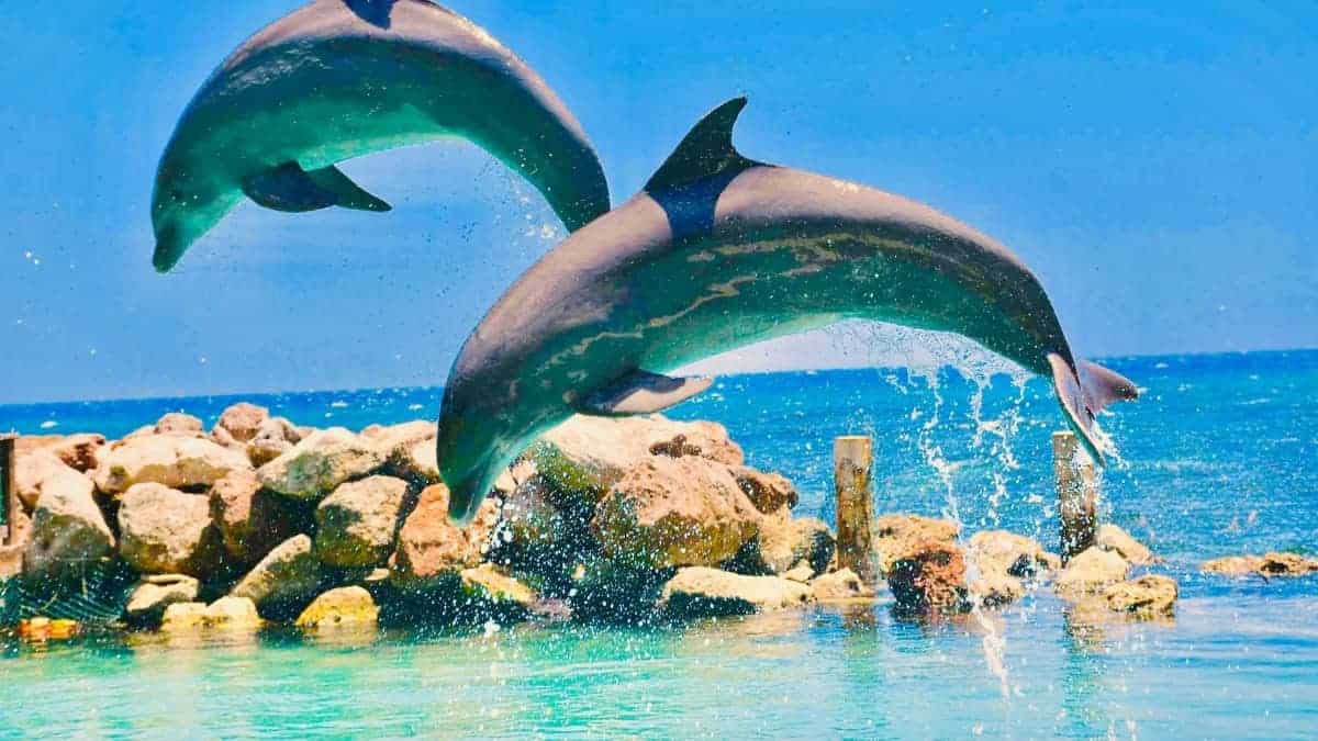 Curacao zwemmen met dolfijnen