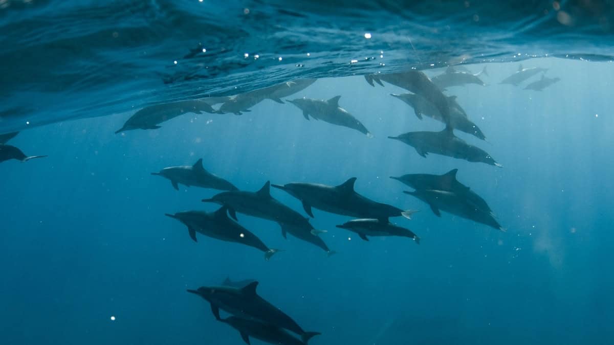 Dolfijnen in Suriname