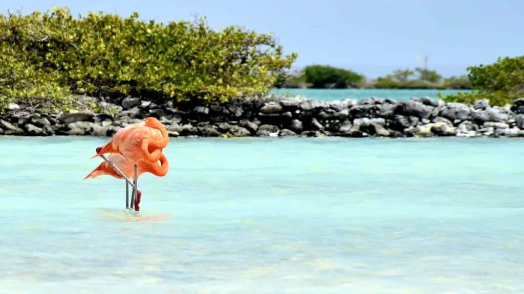 Het beste van Bonaire strand