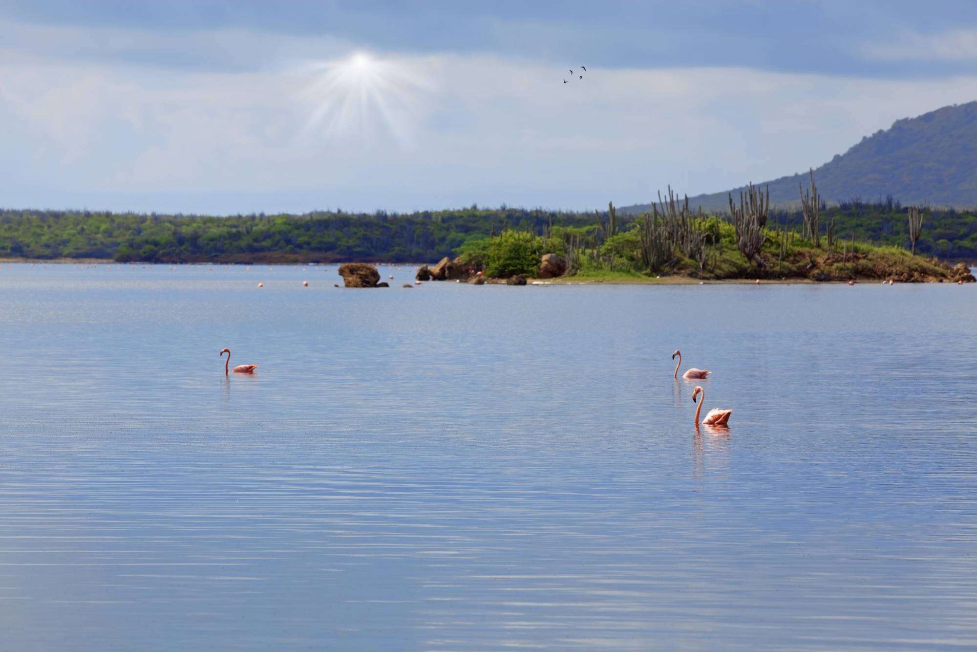 Tour por el lado norte (Bonaire) - Imagen 4