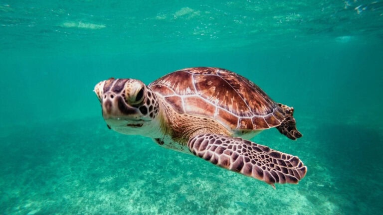 Schildpadden Suriname