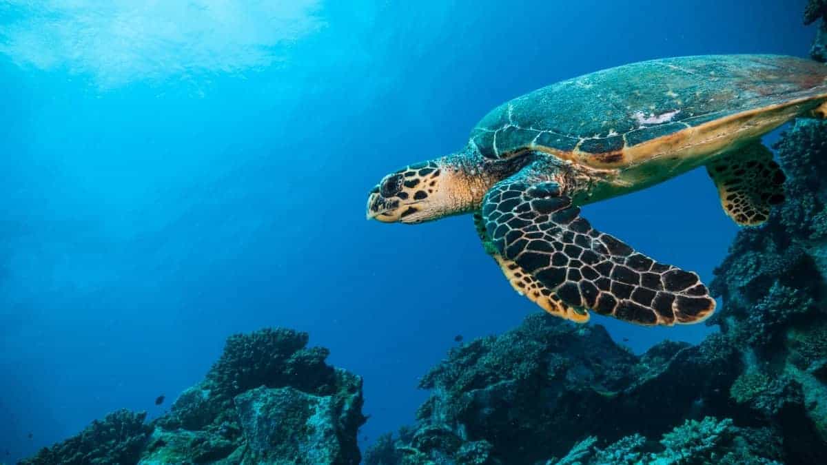 Schildpadden op Curacao