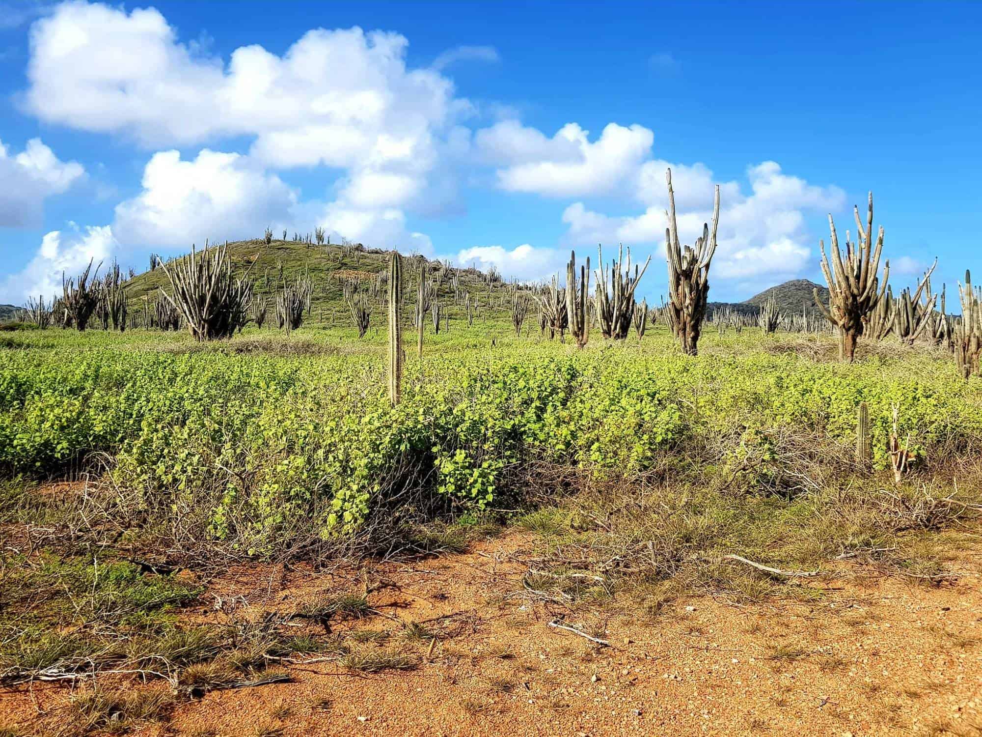 Washington-Slagbaai national park tour (Bonaire) - Afbeelding 6
