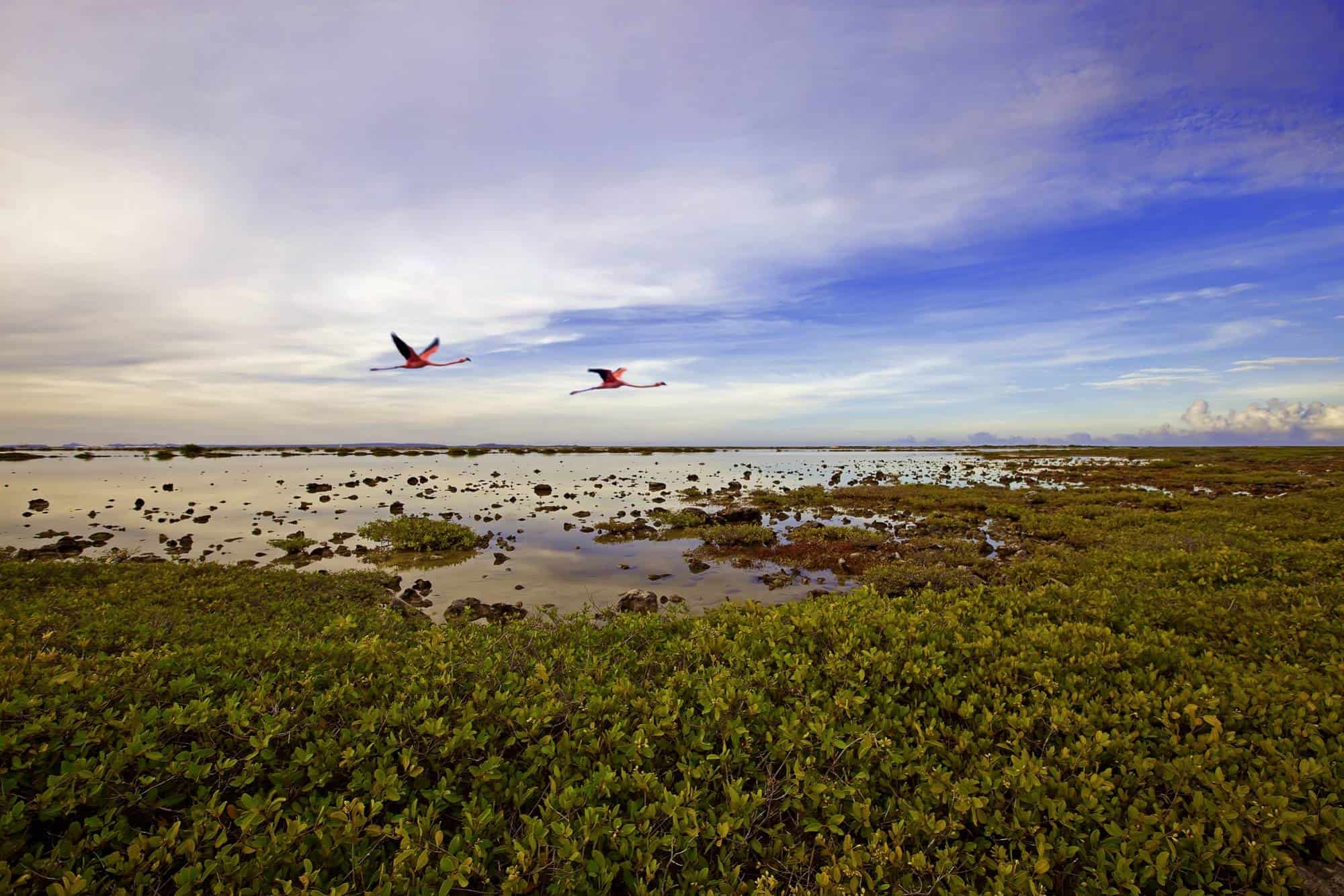 South side tour (Bonaire) - Image 5