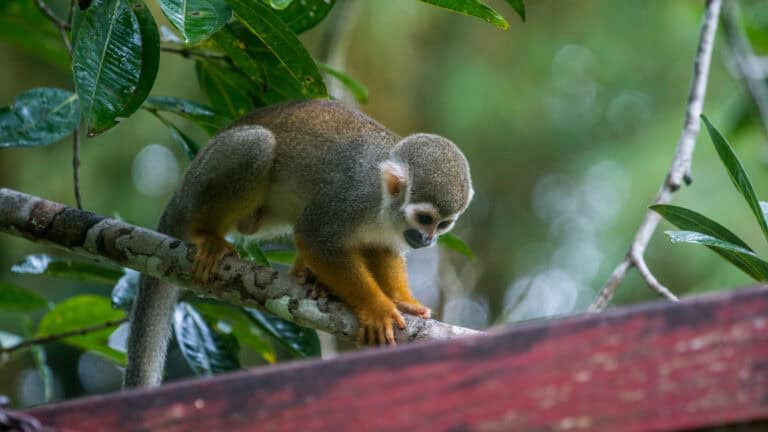 Anaula-Nature-Resort-Surinam-2