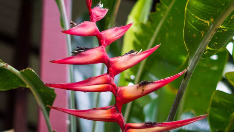 Anaula-Nature-Resort-Surinam-3