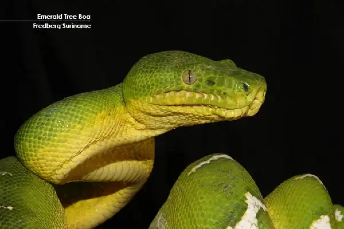 14-Day Herping Immersion Expedition (Suriname) 2