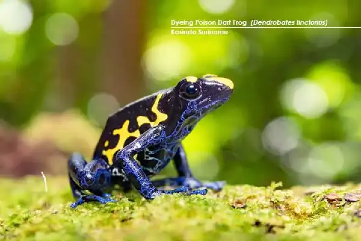 14-day Herping Immersion Expedition (Suriname) 4