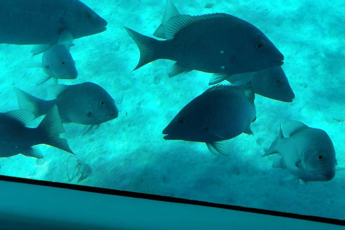 Six dark-colored fish swim above a sandy ocean floor, illuminated by blue-green light, as seen through the solid viewing window of the Semi Submarine (Bonaire).