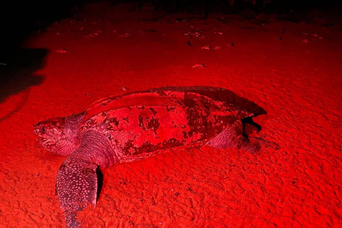 Lederschildpad legt eieren op het strand bij Galibi, verlicht met rood licht