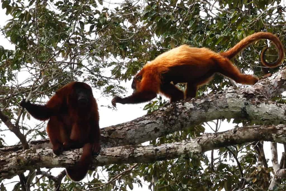 Twee roodbruine apen in de takken van een hoge boom boven de rivier