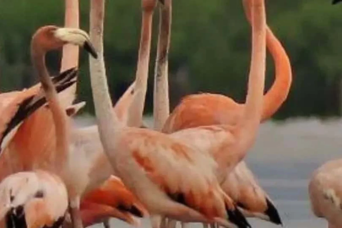 659f12dbeacec118a50d5e80_Bigi_Pan_Akira_Suriname