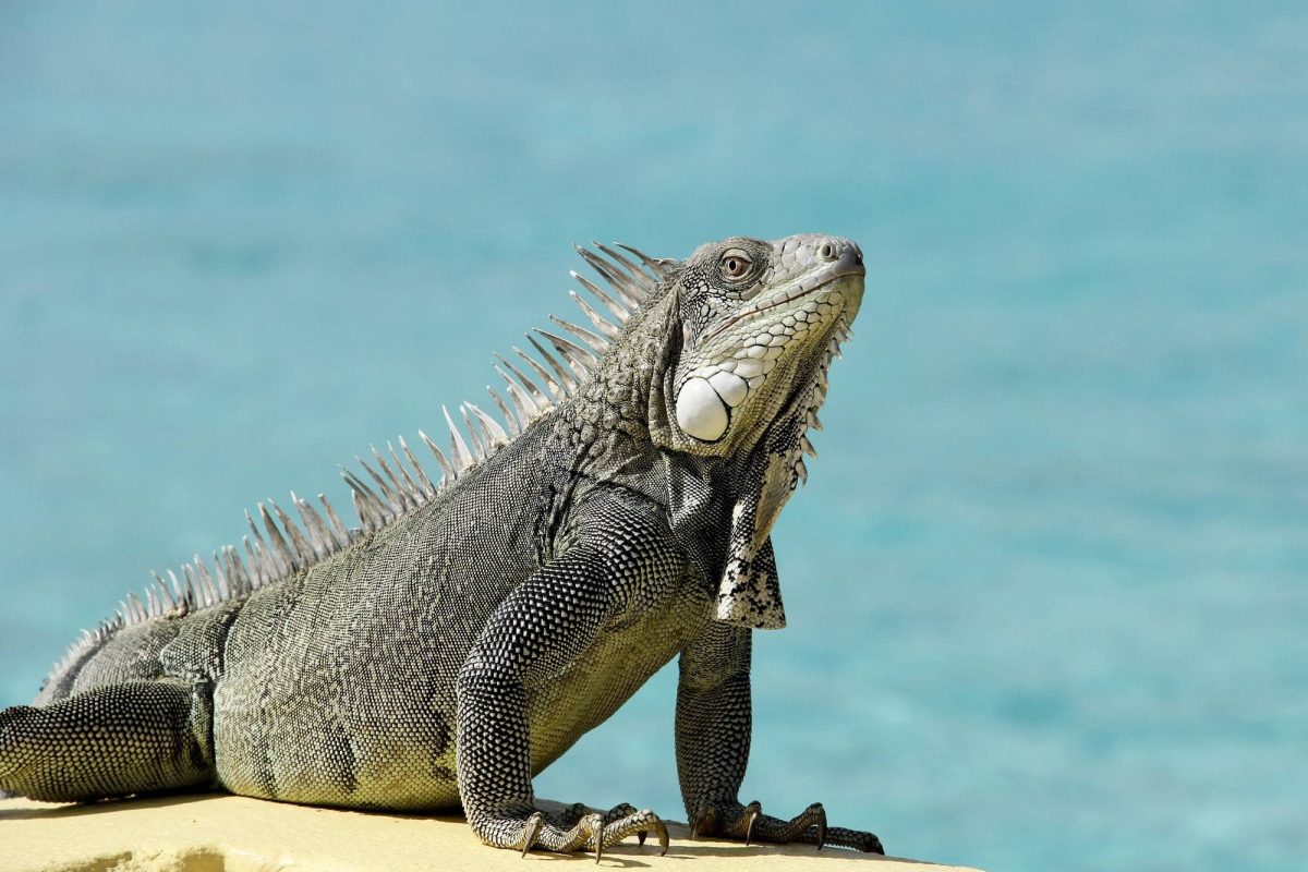 Bonaire off road adventure 1