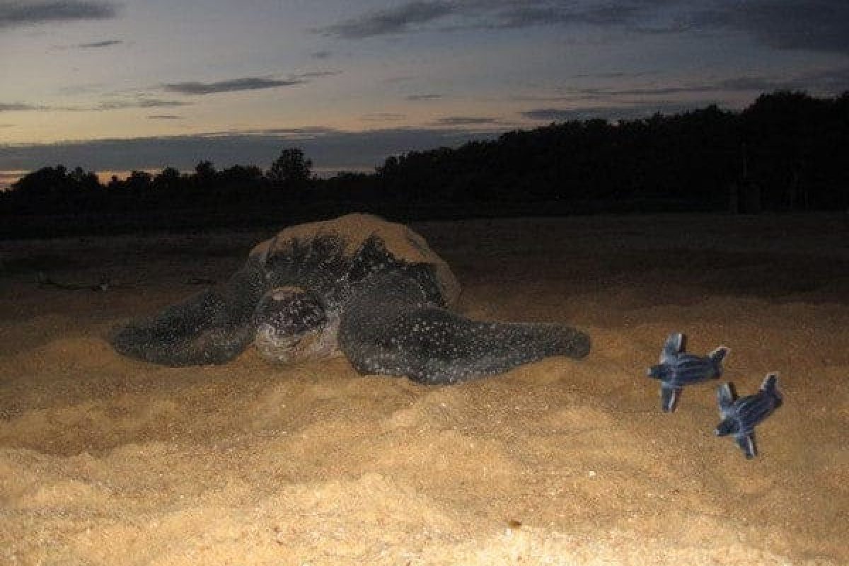 D9sRNXyxE1IzvTODja2edfFftAYnC49MoiwqbATJ