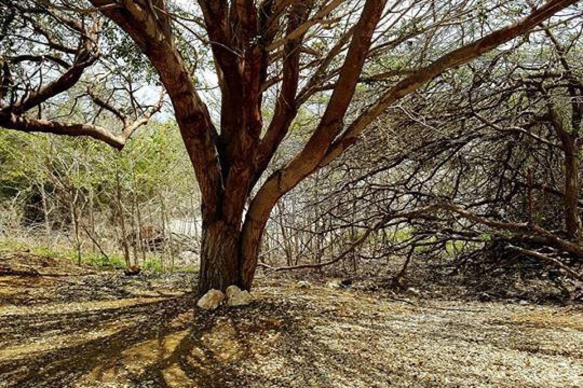 Caves (snorkeling) tour Bonaire