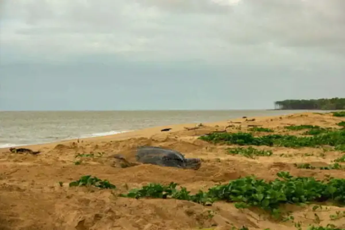 Guia Zeeschildpadden Tour bij Braamspunt (Suriname) 2
