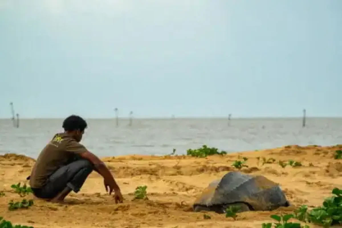 Guia Zeeschildpadden Tour bij Braamspunt (Suriname) 3