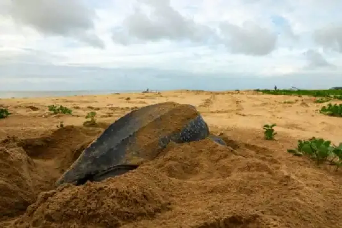 Guia Zeeschildpadden Tour bij Braamspunt (Suriname) 4