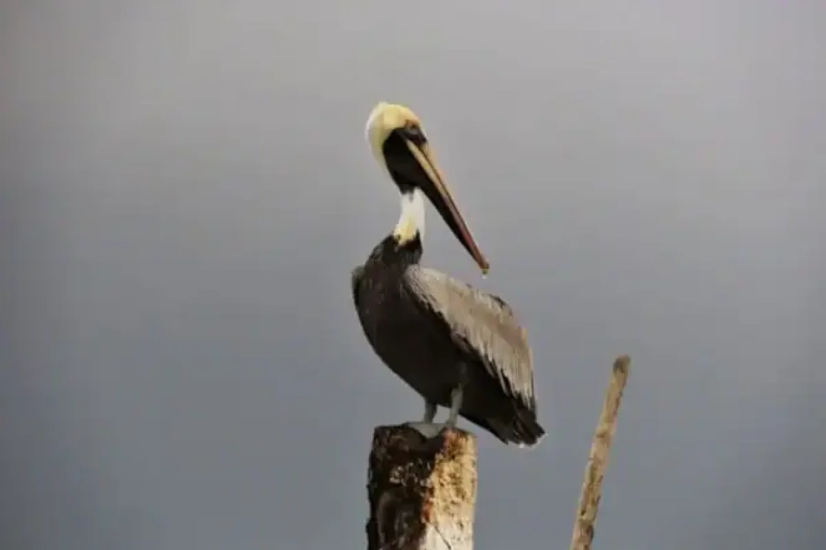 Guiana River Dolphin Watching (Suriname) 3