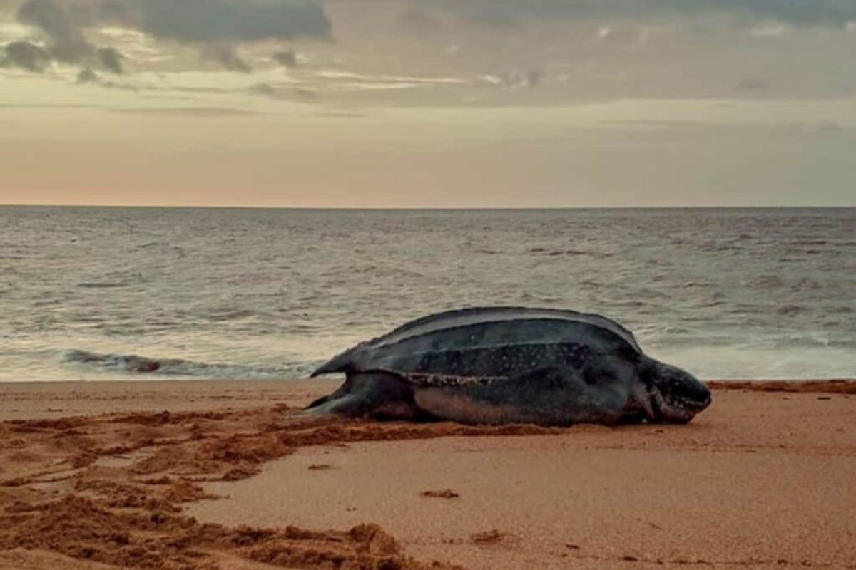 Schildpaddentour in de avond (Suriname)
