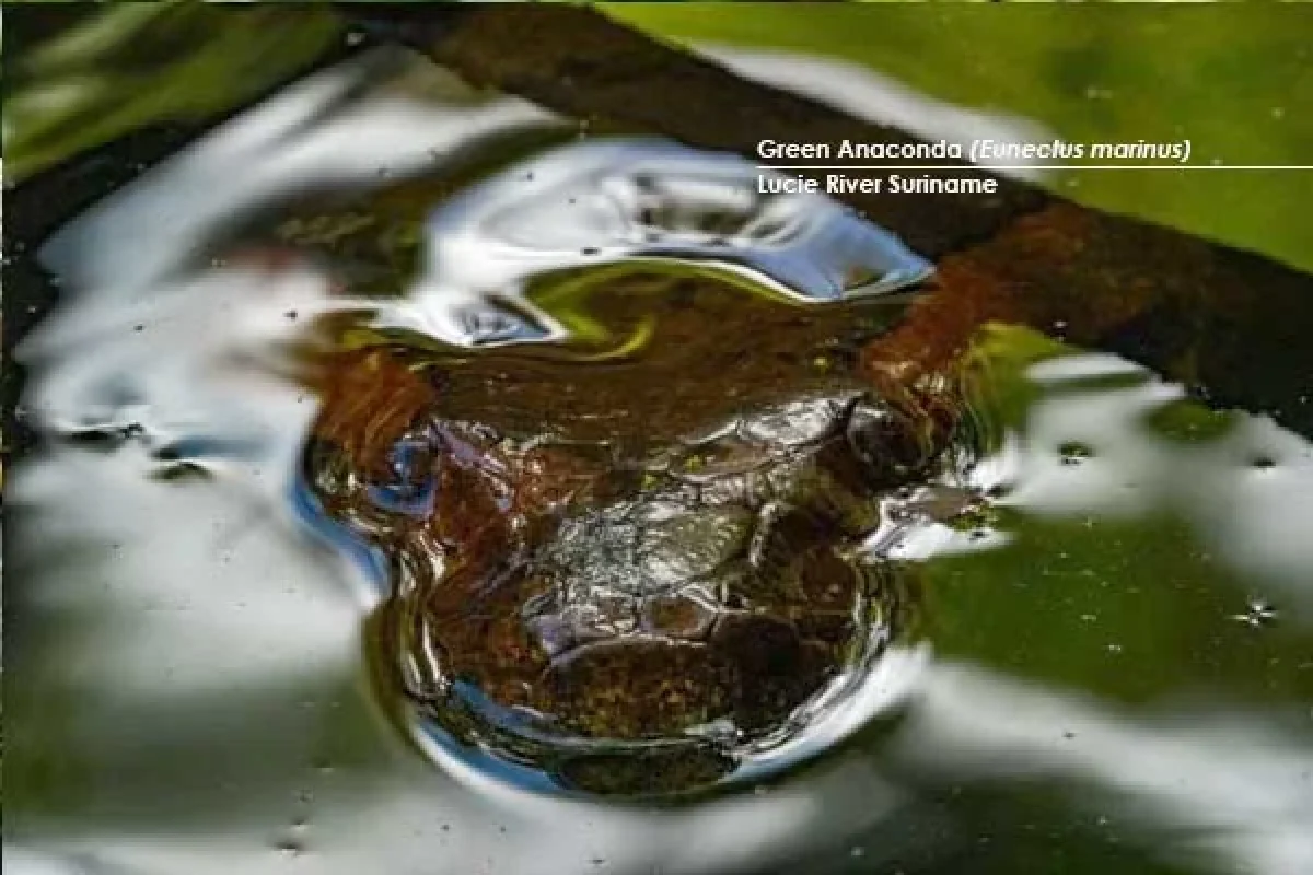 Lucie River Kayak Expedition (Suriname) 1