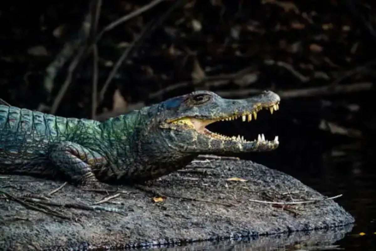 Lucie River Kayak Expedition (Suriname) 6