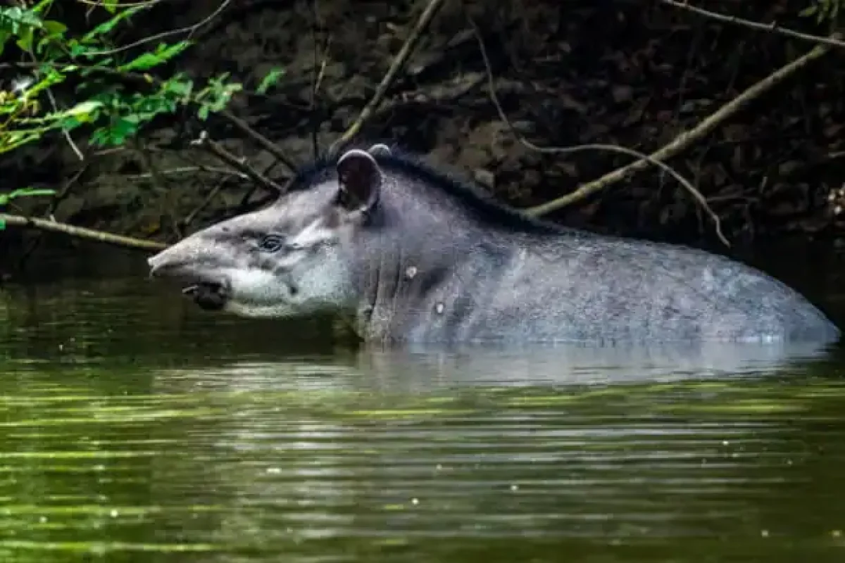 Lucie River Kayak Expedition (Suriname) 8