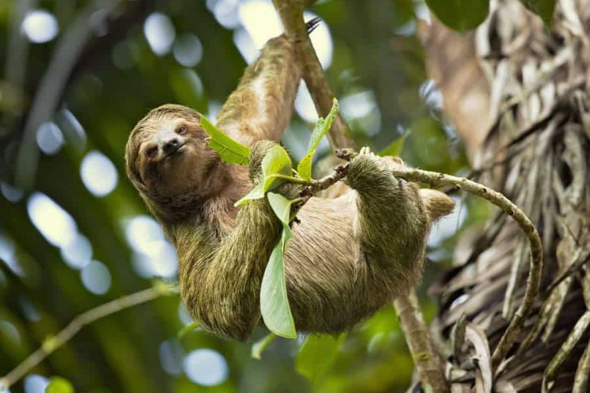 Sloth spotting in Paramaribo (Suriname)