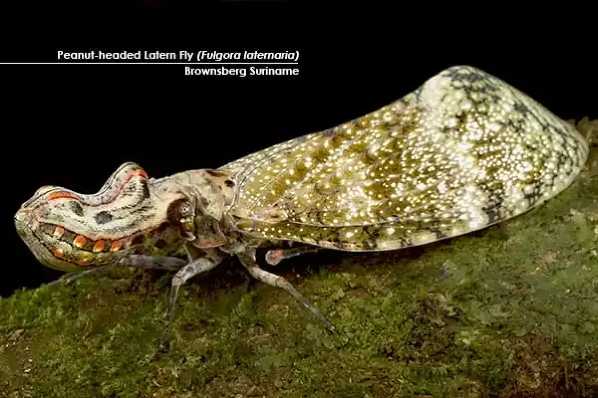 Macro Photography Adventure (Suriname) 3