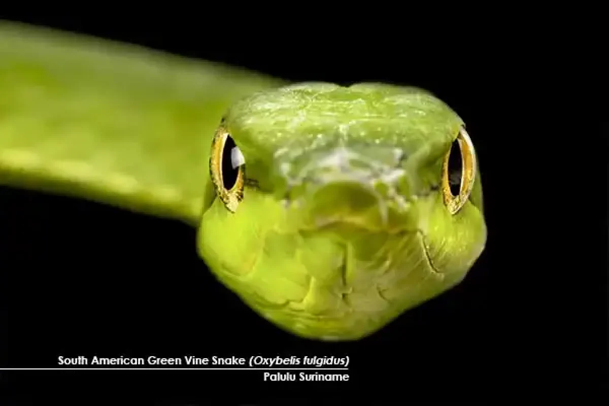 Macro Photography Adventure (Suriname) 4