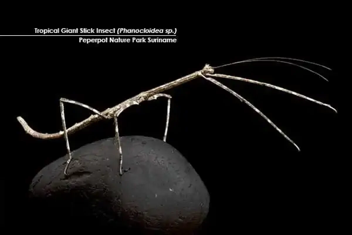 Macro Photography Adventure (Suriname) 5