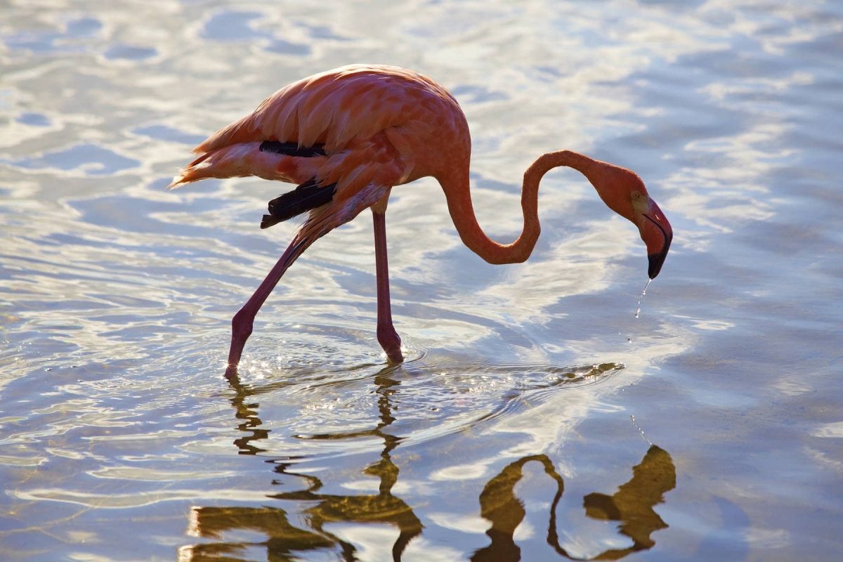 Noordkant tour Bonaire 5