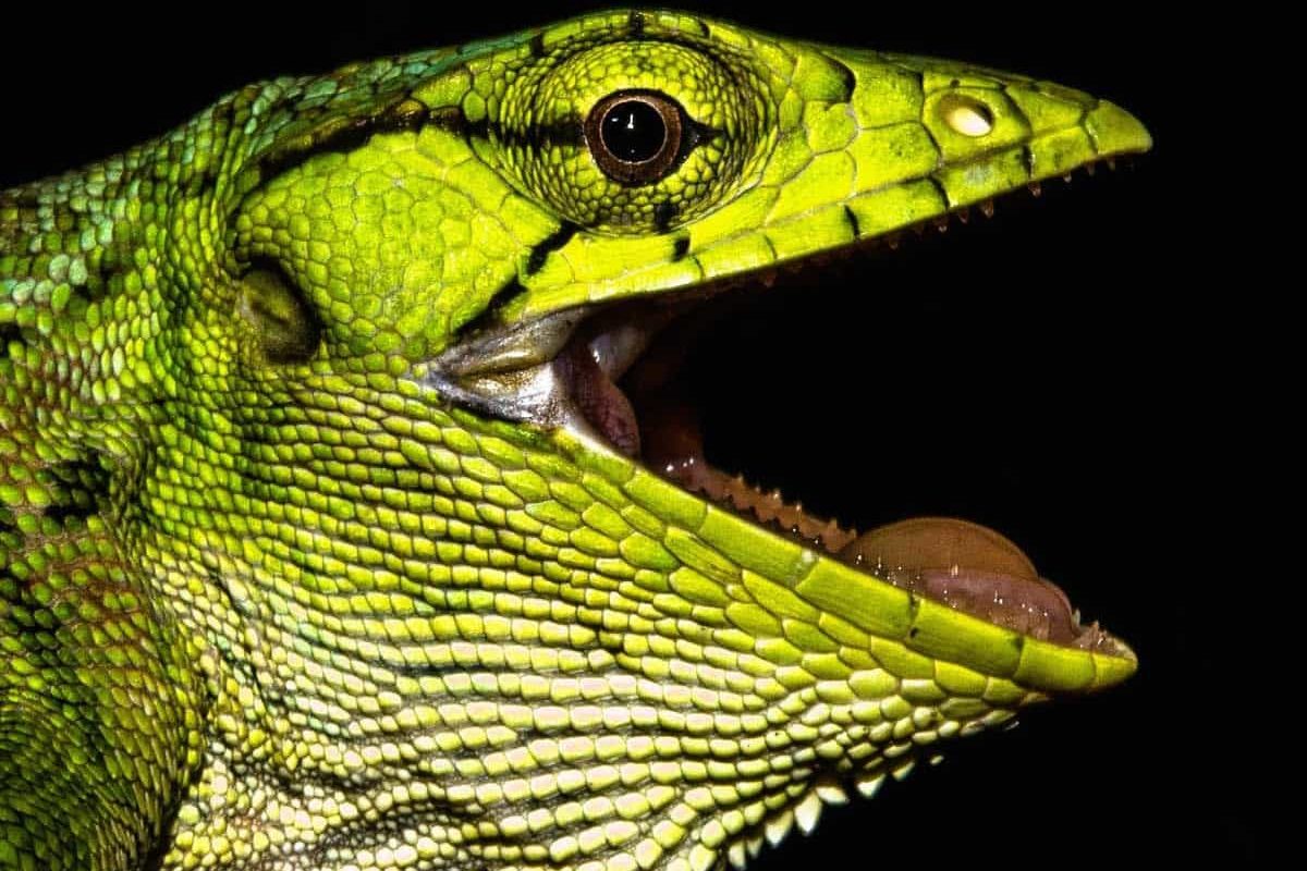 SOmaUOGeztzN5YUxjYhe4oevXD8g9uAhew9NaMN1