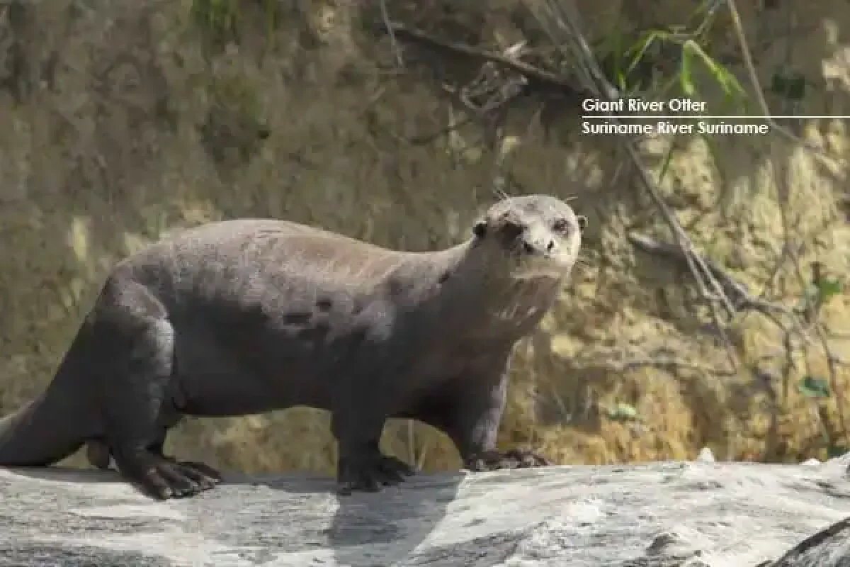 Saramacca River Kayak Expedite (Suriname) 4