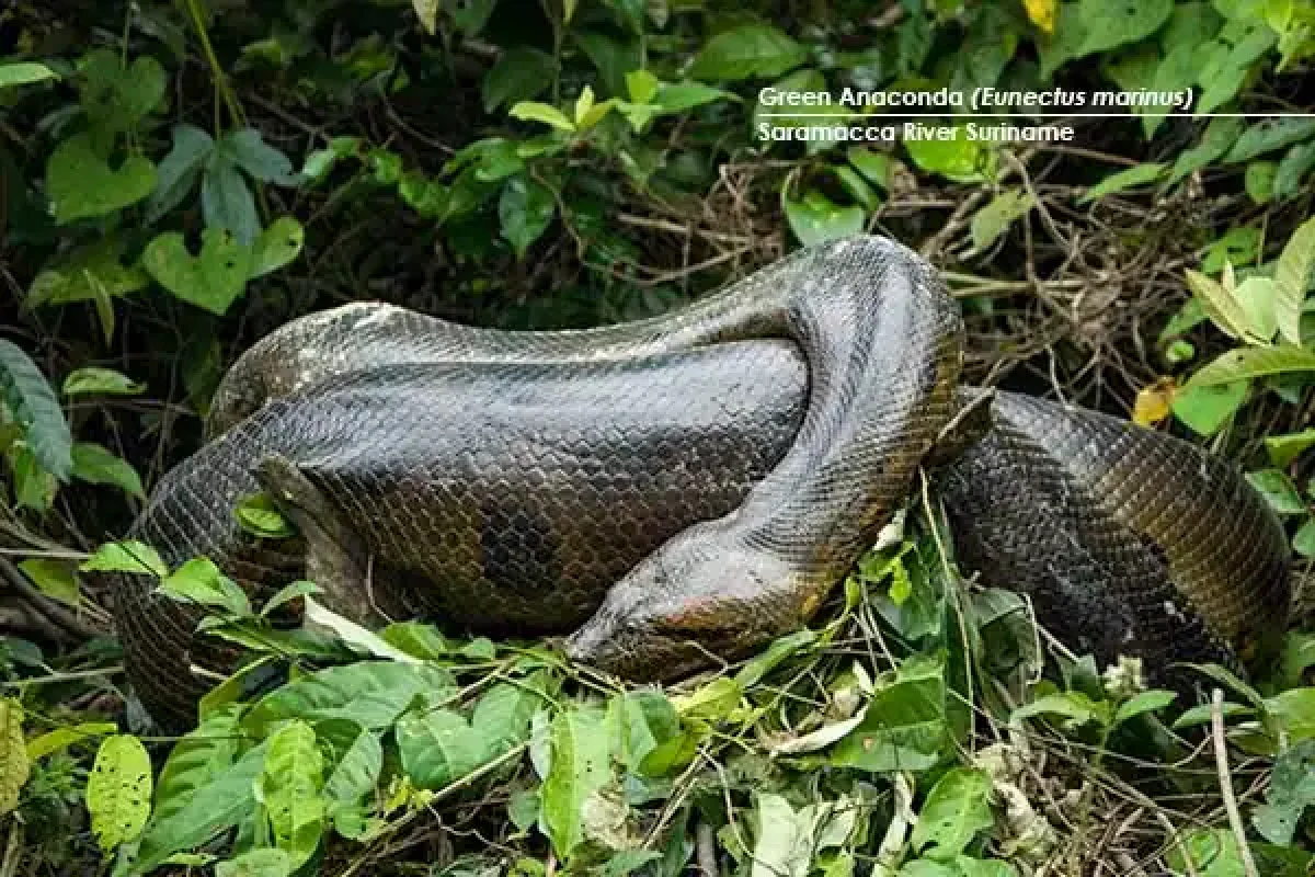 Saramacca River Kayak Expedite (Suriname) 6