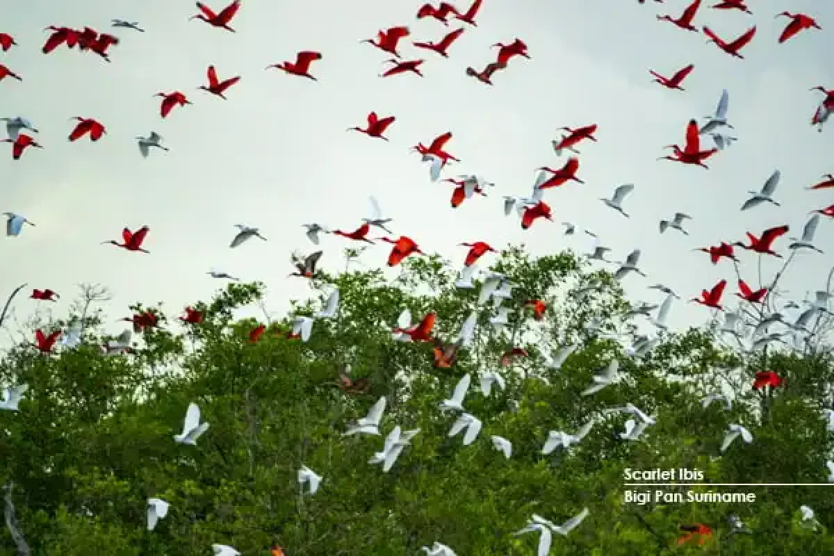 Surinam-Bigipan-Escarlata-Ibis