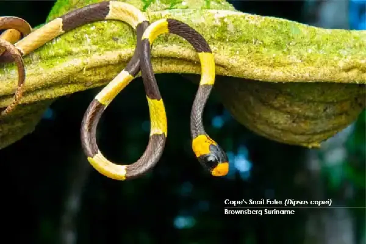 Suriname-Brownsberg-Copes-Snail-Eater-Dipsas-copei