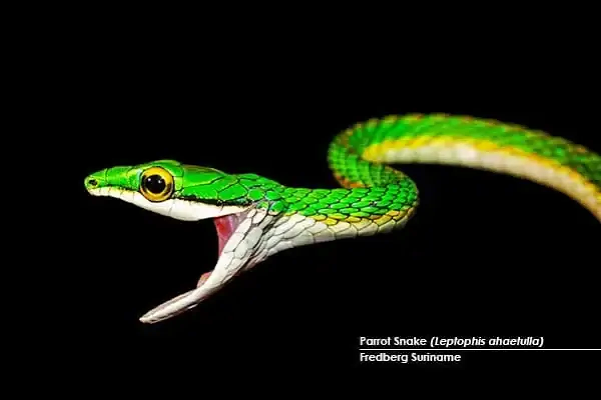 Suriname-Fredberg-Parrot-Snake-Leptophis-ahaetulla