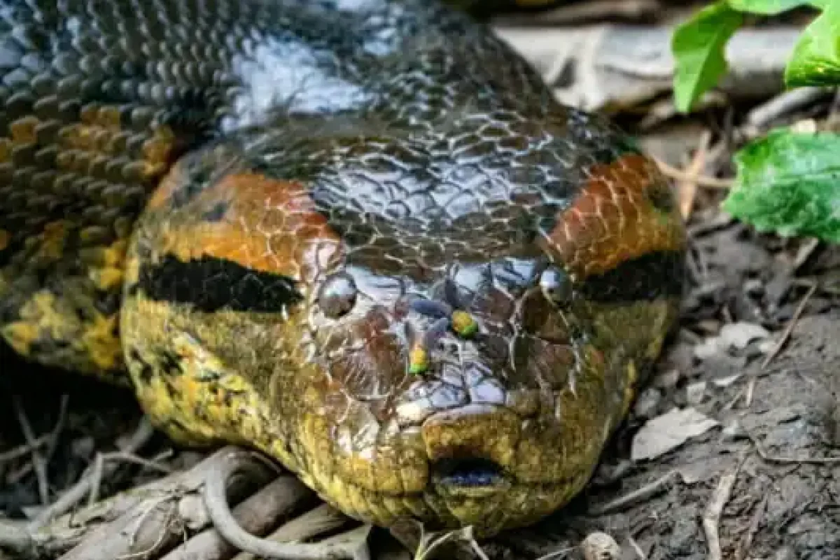 Suriname River Kayak Expedition (Suriname) 2