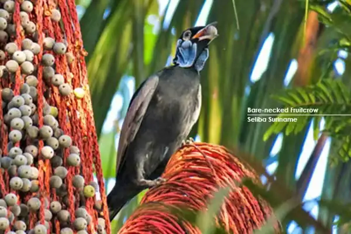 Suriname-Seliba--Bare-necked-Fruitcrow